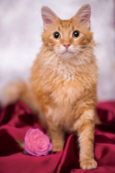 世界一美しい猫たち ラパーマ 五十川満 写真集 写真展