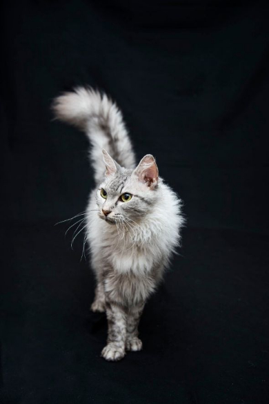 世界一美しい猫たち ラパーマ 五十川満 写真集 写真展