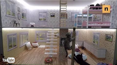 猫のライブ配信