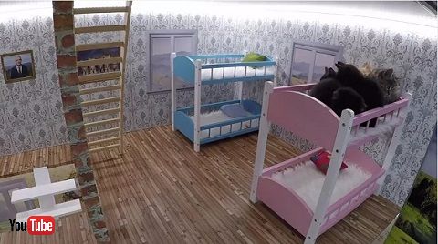 猫のライブ配信