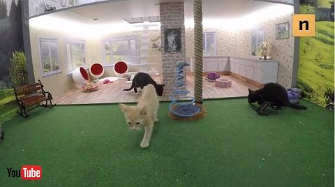 猫のライブ配信