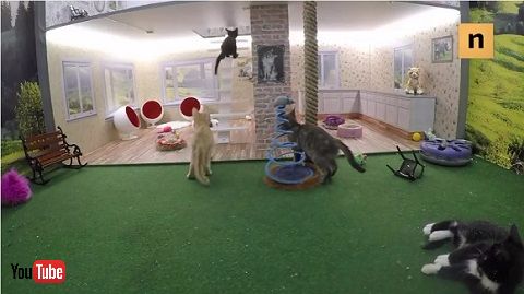 猫のライブ配信