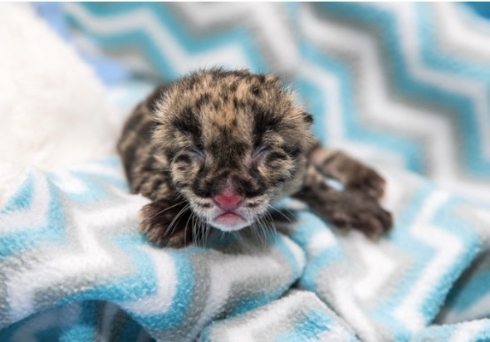 ナッシュビル動物園ウンピョウの赤ちゃん