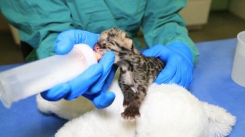 ナッシュビル動物園ウンピョウの赤ちゃん