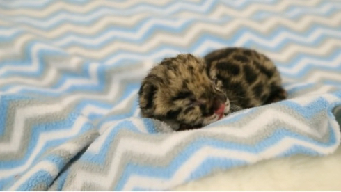ナッシュビル動物園ウンピョウの赤ちゃん