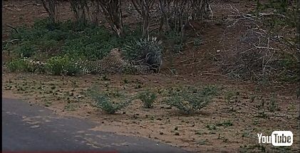 ヒョウ