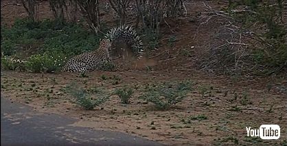 ヒョウ