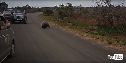 ヒョウ