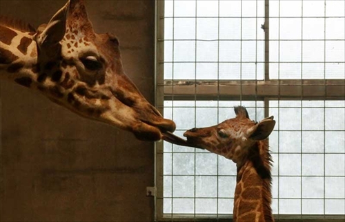 多摩動物公園キリン誕生