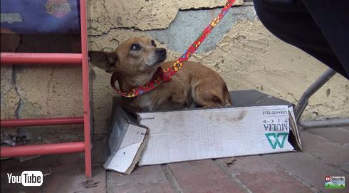 チワワ　3本足　保護