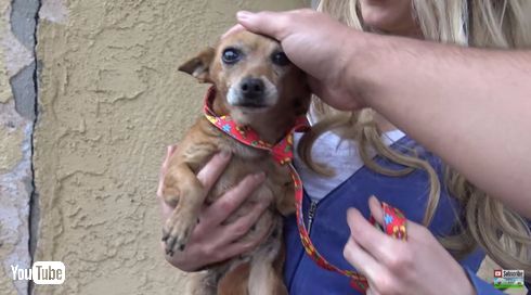 チワワ　3本足　保護