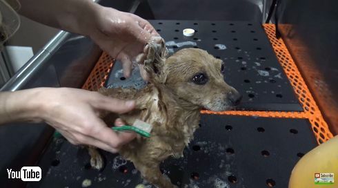 チワワ　3本足　保護