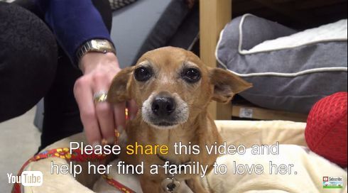 チワワ　3本足　保護