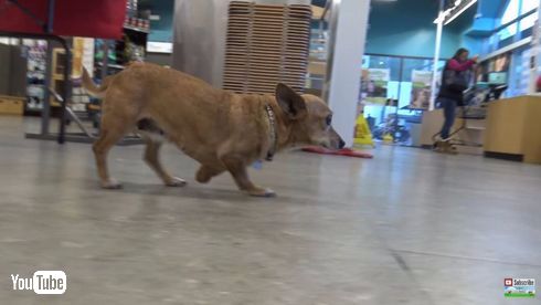 チワワ　3本足　保護