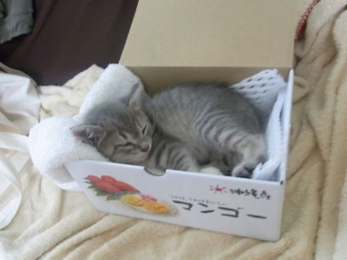 はなちゃん