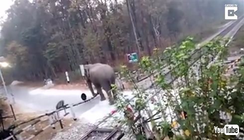 「ちょっと通りますよ」インドでゾウが踏切を突破する動画　長い鼻で遮断器を丁寧に持ち上げる