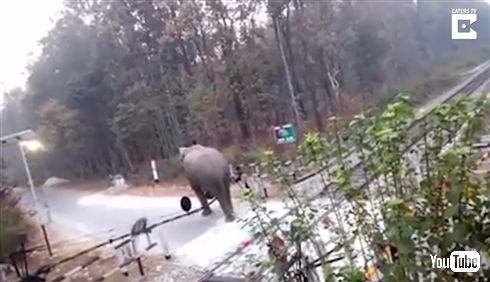 「ちょっと通りますよ」インドでゾウが踏切を突破する動画　長い鼻で遮断器を丁寧に持ち上げる