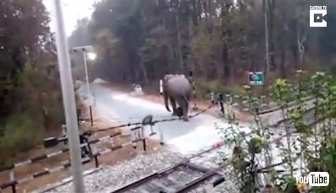 「ちょっと通りますよ」インドでゾウが踏切を突破する動画　長い鼻で遮断器を丁寧に持ち上げる