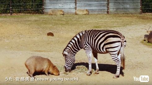 カピバラ カピまる OCN NTT