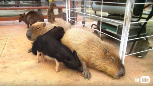 カピバラ カピまる OCN NTT