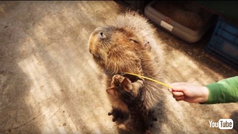 カピバラ カピまる OCN NTT