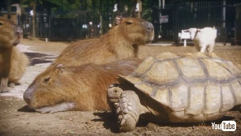 カピバラ カピまる OCN NTT