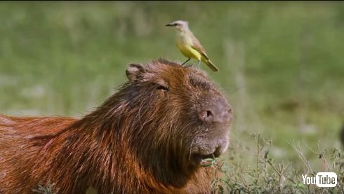 カピバラ カピまる OCN NTT