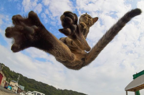 のら猫拳 Twitter アクセント 写真集 猫 躍動感