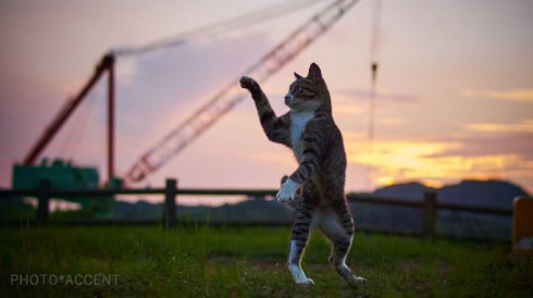 のら猫拳 Twitter アクセント 写真集 猫 躍動感