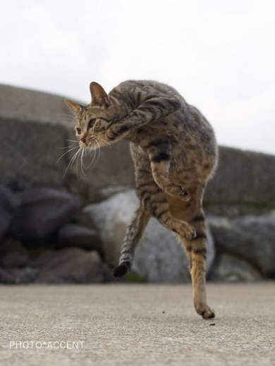 のら猫拳 Twitter アクセント 写真集 猫 躍動感