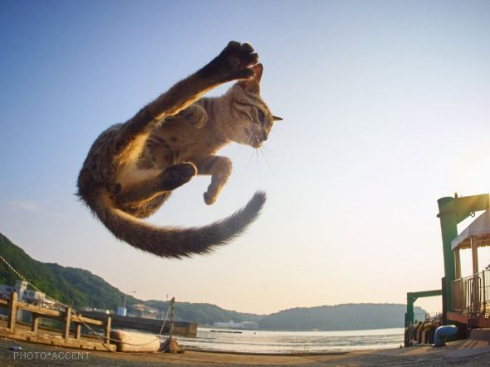 のら猫拳 Twitter アクセント 写真集 猫 躍動感