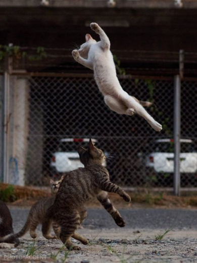 のら猫拳 Twitter アクセント 写真集 猫 躍動感
