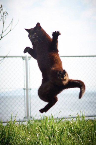のら猫拳 Twitter アクセント 写真集 猫 躍動感