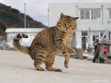 のら猫拳 Twitter アクセント 写真集 猫 躍動感