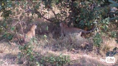 ヒョウ ヘビ バトル VS 戦い クルーガー国立公園