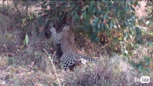 ヒョウ ヘビ バトル VS 戦い クルーガー国立公園