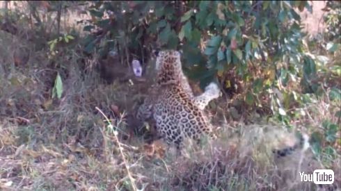 ヒョウ ヘビ バトル VS 戦い クルーガー国立公園