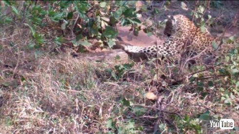 ヒョウ ヘビ バトル VS 戦い クルーガー国立公園