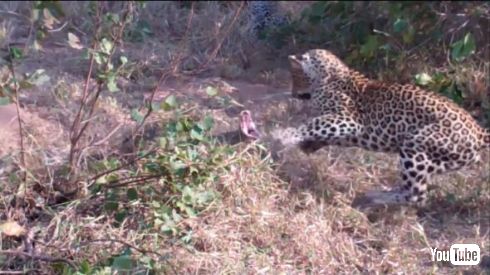 ヒョウ ヘビ バトル VS 戦い クルーガー国立公園
