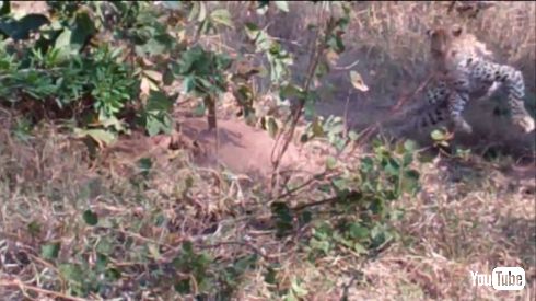 ヒョウ ヘビ バトル VS 戦い クルーガー国立公園