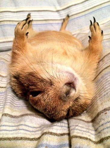 プレーリードッグ