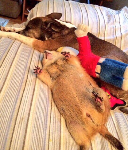 プレーリードッグ