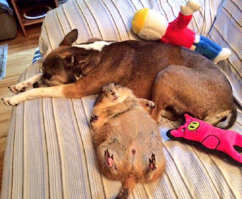 プレーリードッグ