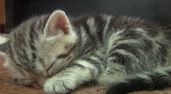 ふわねこ　スターねこの仔猫たち