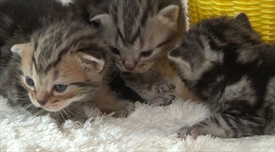ふわねこ　スターねこの仔猫たち
