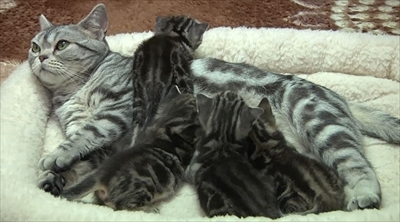 ふわねこ　スターねこの仔猫たち