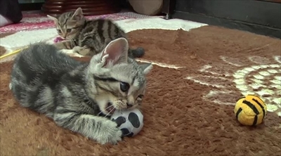 ふわねこ　スターねこの仔猫たち