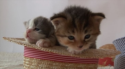 ふわねこ　スターねこの仔猫たち