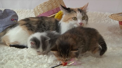 ふわねこ　スターねこの仔猫たち