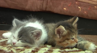 ふわねこ　スターねこの仔猫たち